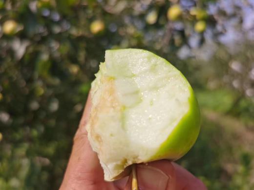 【源频·苹果】榨汁果 30斤 商品图3