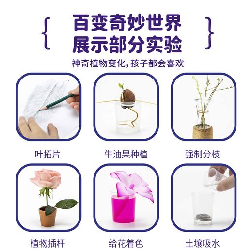 植物生长观察科学小实验套装儿童种植阳光房幼儿园小学生益智玩具温室科学实验 38*30*9.5 商品图5