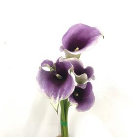 4月3日马蹄莲米罗B级-5支（L农场）