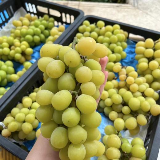 阳光玫瑰青提   商品图3