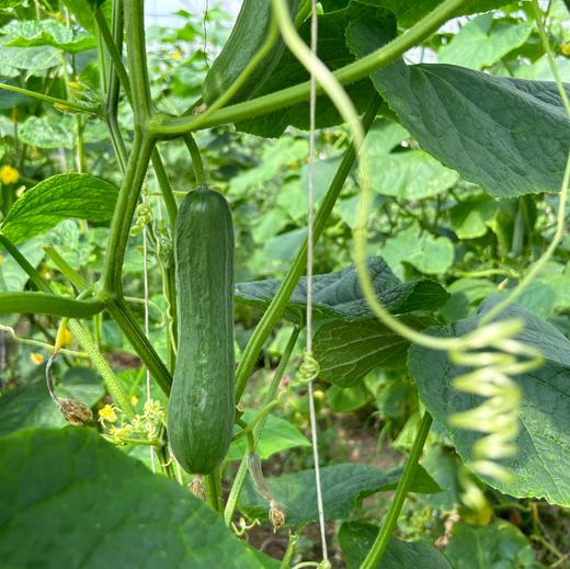 生态水果青瓜（一件包邮） | 绿家自产* ecological fruit cucumber | Self-production 商品图1