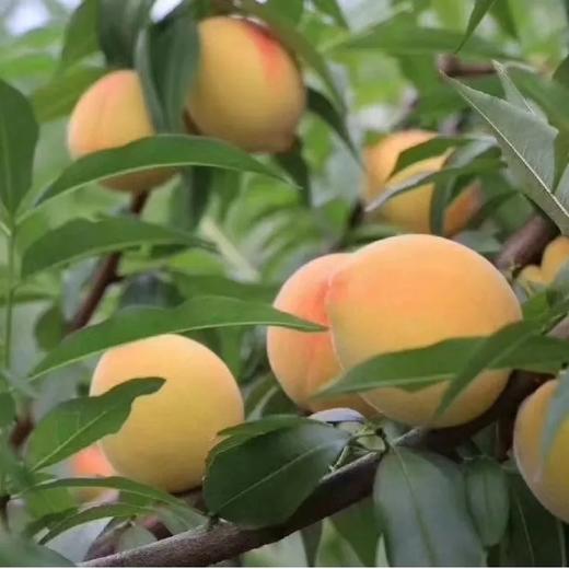 【严选】三湖锦绣黄桃现摘现发统果带箱9.8斤左右/箱  （基地直发） 商品图1