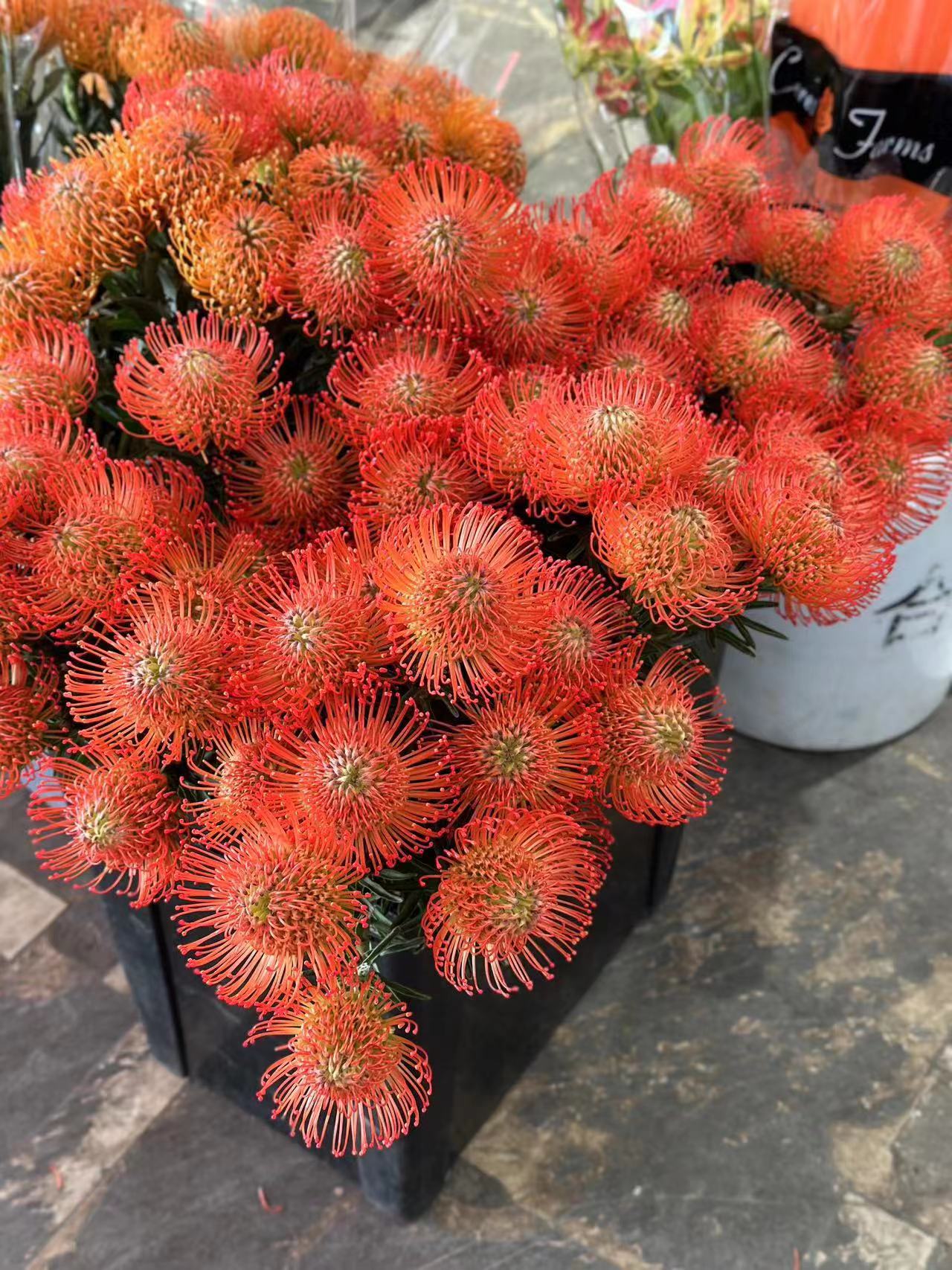 南非进口针垫花烟花菊