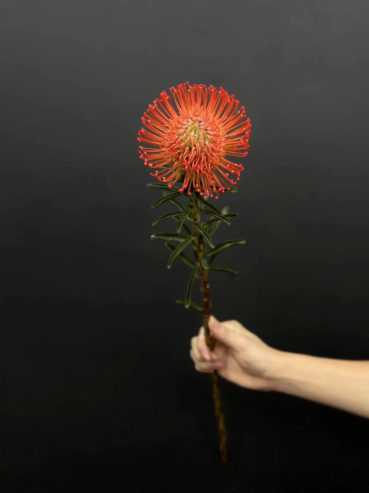 南非进口针垫花烟花菊