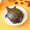 荆裕优选秘制小甲鱼五香味500g/盒（2只装） 商品缩略图3