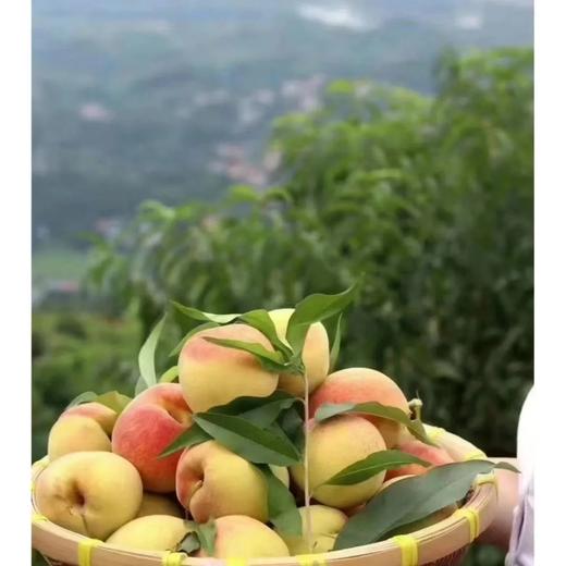 【严选】三湖锦绣黄桃现摘现发统果带箱9.8斤左右/箱  （基地直发） 商品图4