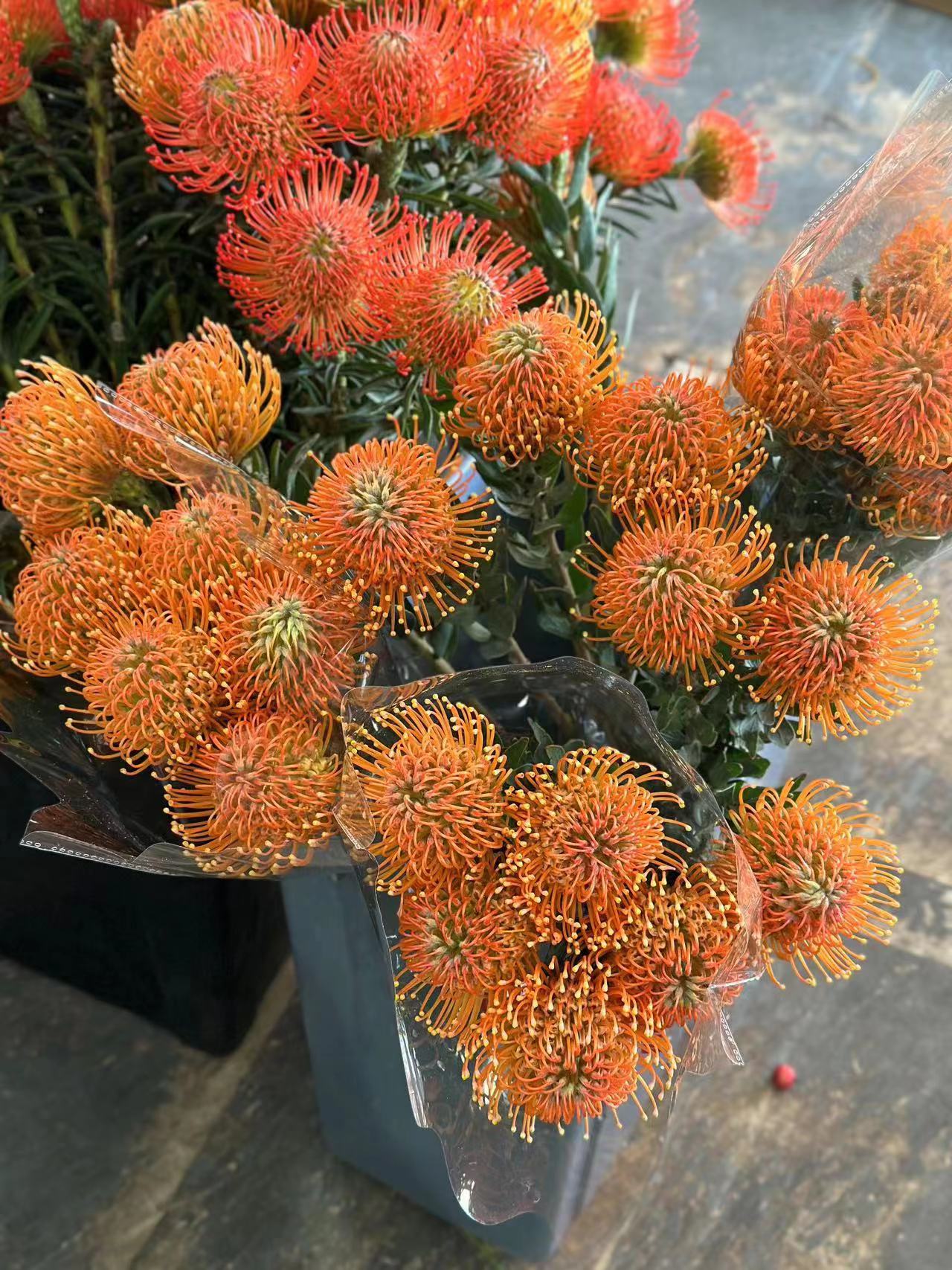 南非进口针垫花烟花菊