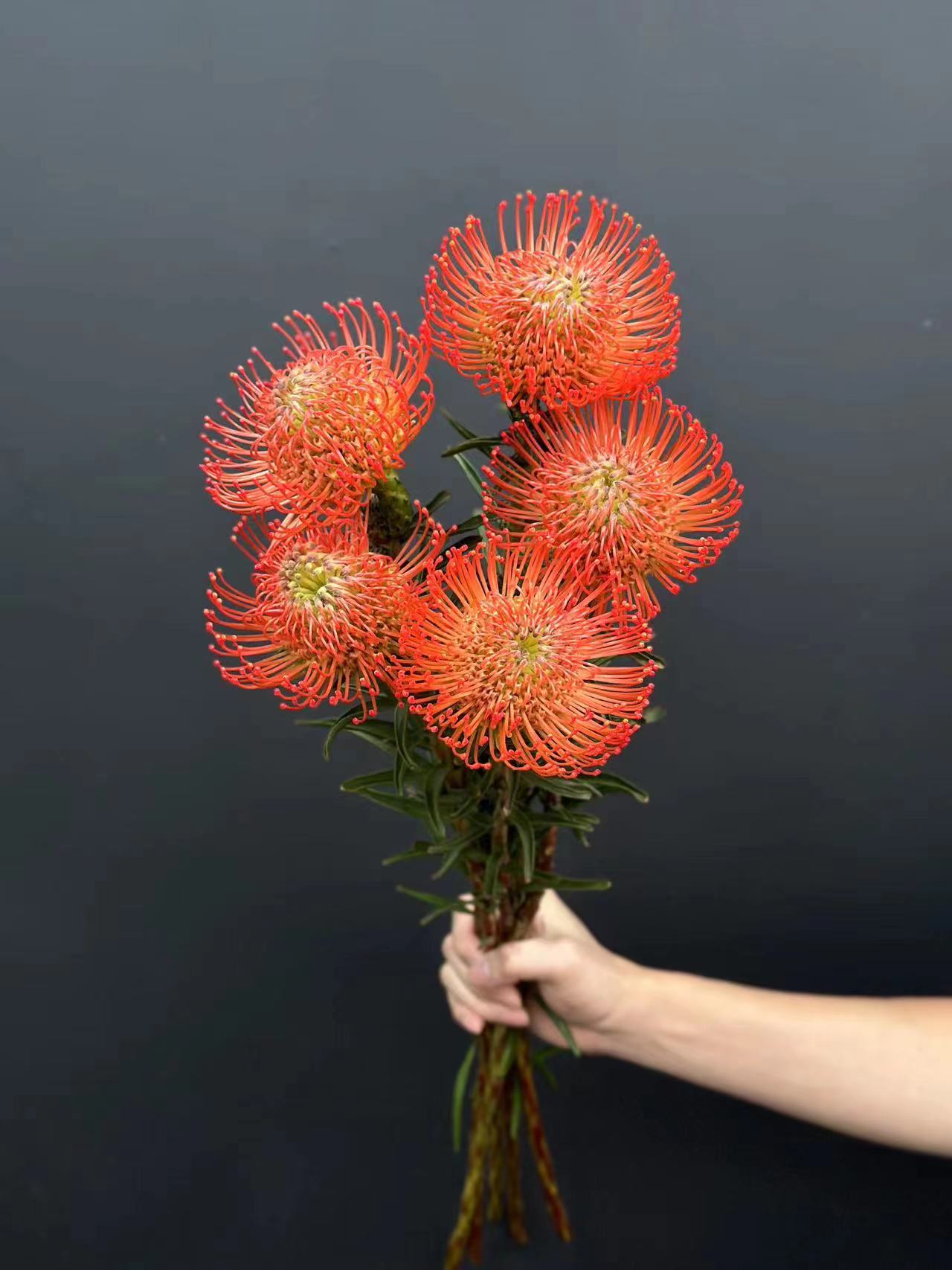 南非进口针垫花烟花菊