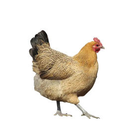 【严选】松滋冰鲜鸡活鸡现杀（冷鲜） 2只4-5斤 （厂家直发）