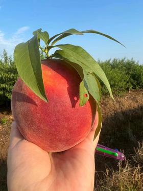 【严选】松滋黄金蜜黄桃5-6斤左右普盒（厂家直发）