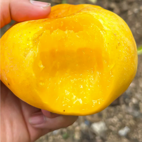 【秒杀】沂蒙山彩虹油蟠桃3斤装（约7-12个）