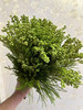 【美满/丰收/幸福】珊瑚果 绿色（小果）若干枝/扎 商品缩略图6