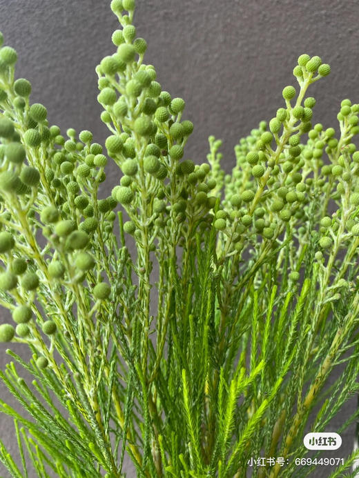 【美满/丰收/幸福】珊瑚果 绿色（小果）若干枝/扎 商品图2