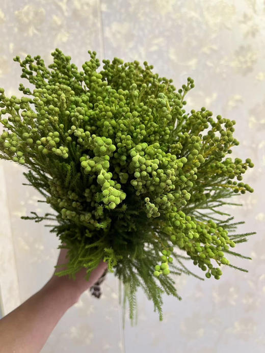 【美满/丰收/幸福】珊瑚果 绿色（小果）若干枝/扎 商品图4