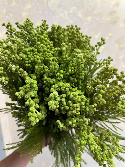 【美满/丰收/幸福】珊瑚果 绿色（小果）若干枝/扎 商品图5