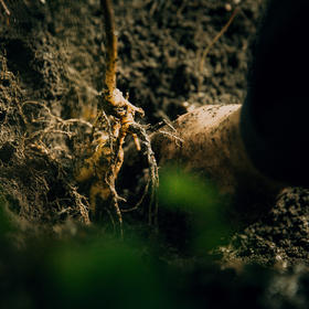 【2025门店请货】正安20年野山参鲜参  籽货鲜参   大于21g/根