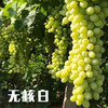 新疆三拼葡萄（无核白+玻璃翠+无核紫） 商品缩略图3