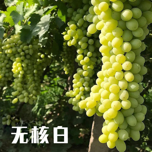 新疆三拼葡萄（无核白+玻璃翠+无核紫） 商品图3