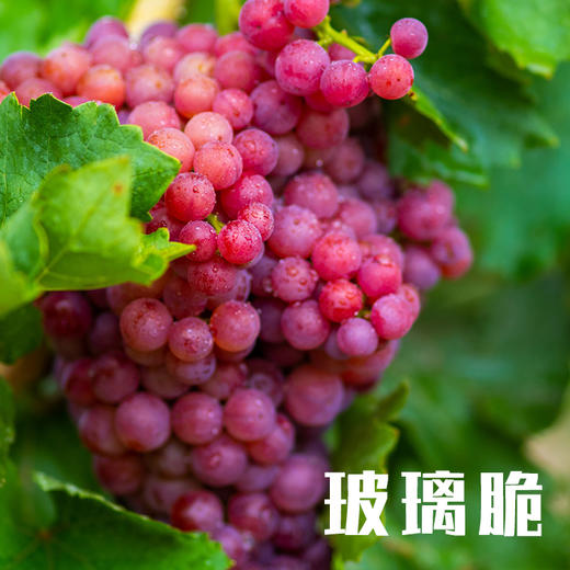 新疆三拼葡萄（无核白+玻璃翠+无核紫） 商品图2