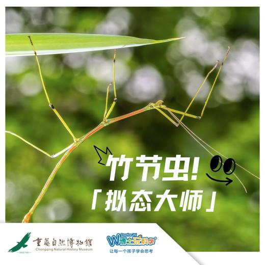 重庆自然博物馆 |  自然界“拟态大师”竹节虫 商品图0