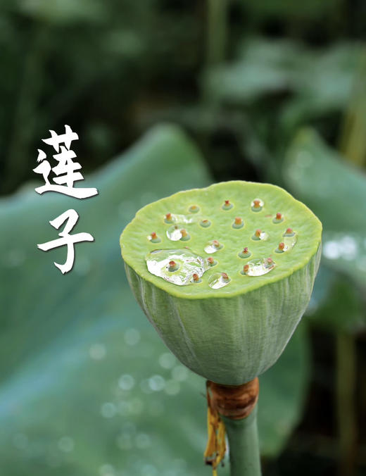 【江西广昌手工白莲子】地标性非遗传统手工制作  可生吃 无硫熏  冷水炖煮粉糯清香 入口即化 回归到农家本味 商品图3