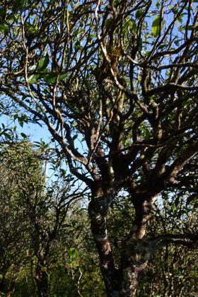 那罕2026-1000克-晒青绿茶