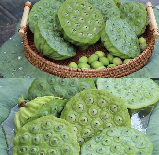 【江西广昌手工白莲子】地标性非遗传统手工制作  可生吃 无硫熏  冷水炖煮粉糯清香 入口即化 回归到农家本味 商品图9