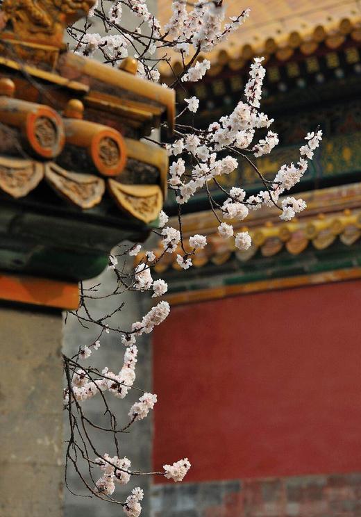 留海棠.糖炒花生米 纯手工炒制，无添加、无香精、无色素、糖衣薄、味道浓 让人惊喜的酥脆甜蜜 独有的配方 商品图1