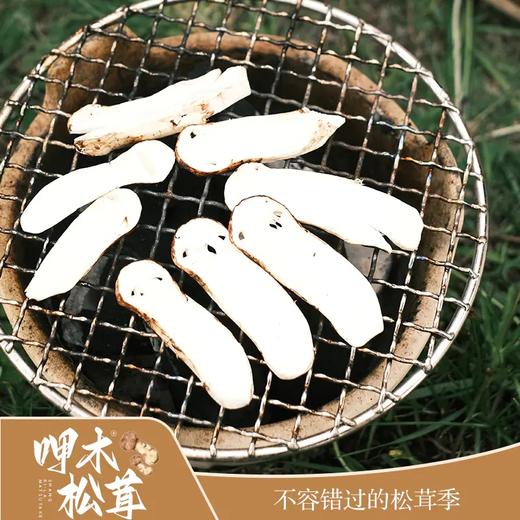 운남 샹그리라 자연산송이버섯 云南 香格里拉 呷木松茸 商品图4