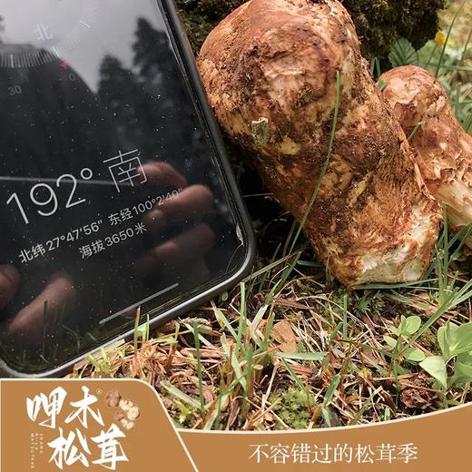 운남 샹그리라 자연산송이버섯 云南 香格里拉 呷木松茸 商品图2