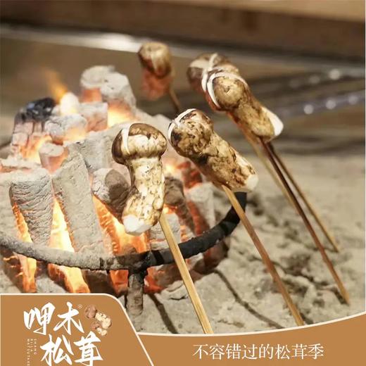 운남 샹그리라 자연산송이버섯 云南 香格里拉 呷木松茸 商品图5