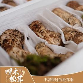 운남 샹그리라 자연산송이버섯 云南 香格里拉 呷木松茸