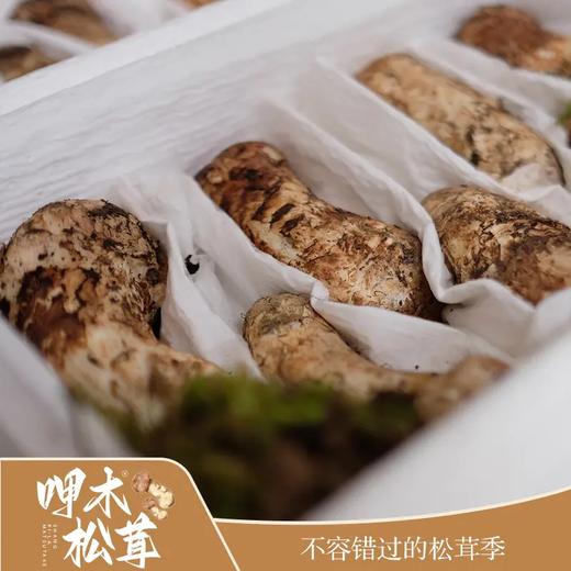 운남 샹그리라 자연산송이버섯 云南 香格里拉 呷木松茸 商品图0