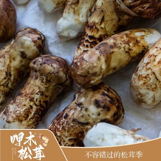 운남 샹그리라 자연산송이버섯 云南 香格里拉 呷木松茸 商品图1