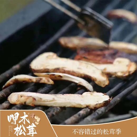운남 샹그리라 자연산송이버섯 云南 香格里拉 呷木松茸 商品图6