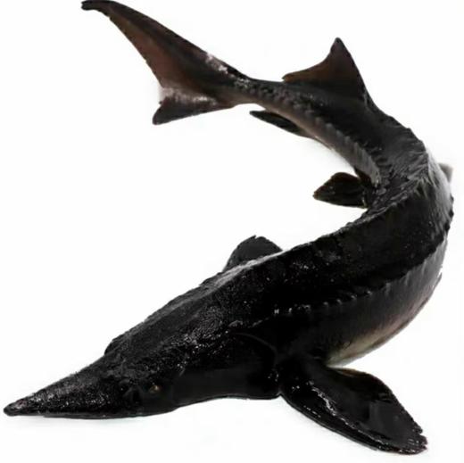 中华鲟   1000g（活鱼重量）（默认杀好，不杀请备注） 商品图0