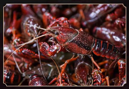 小龙虾 1.5kg（活）（默认杀好，不杀请备注，为了保证小龙虾的肉质口感，虾线是不剔除的） 商品图0