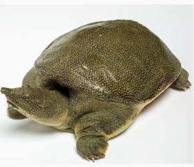 生态甲鱼  1100g-1200g/只（活）（默认杀好，不杀请备注）