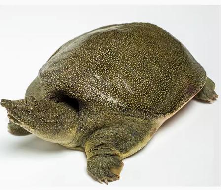 生态甲鱼  1100g-1200g/只（活）（默认杀好，不杀请备注） 商品图0