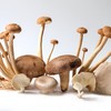 【总仓发】生态蘑菇份额 | 绿家自产* Share of ecological miscellaneous Mushroom | In-House Production 商品缩略图2