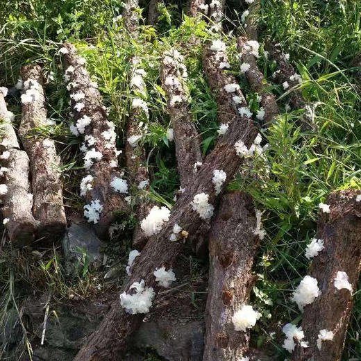 宜昌 罐装神农架小银耳100G 商品图3