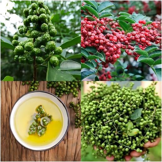 【G-九椒红油辣子】1瓶=高品质红油+高成本大量花椒油，48小时自然熟化，手工制作，0添加，大师调味，5种辣椒4种花椒32种天然香辛料，28道古法工艺，700余次调试，醇厚浓郁，香得迷糊儿 商品图7