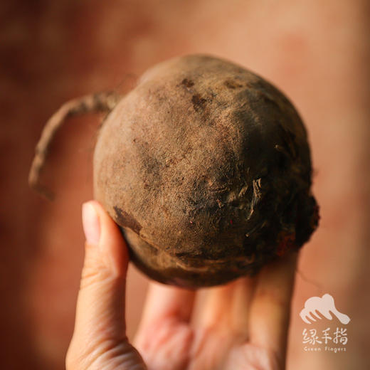 生态甜菜根（河南） | 合作生产*Eco-beetroots | Coproduction 商品图1