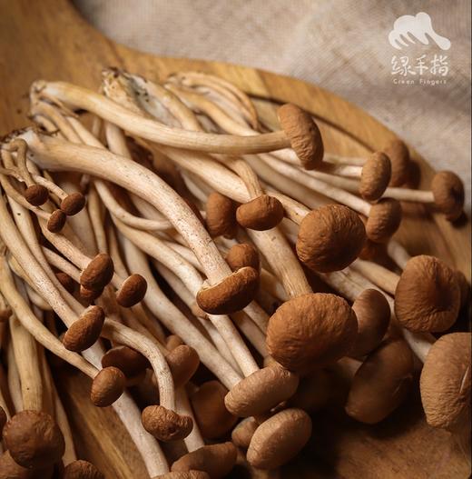 有机茶树菇 | 绿家自产 *Organic mushroom | Self-production 商品图5