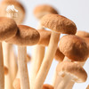 有机茶树菇 | 绿家自产 *Organic mushroom | Self-production 商品缩略图0