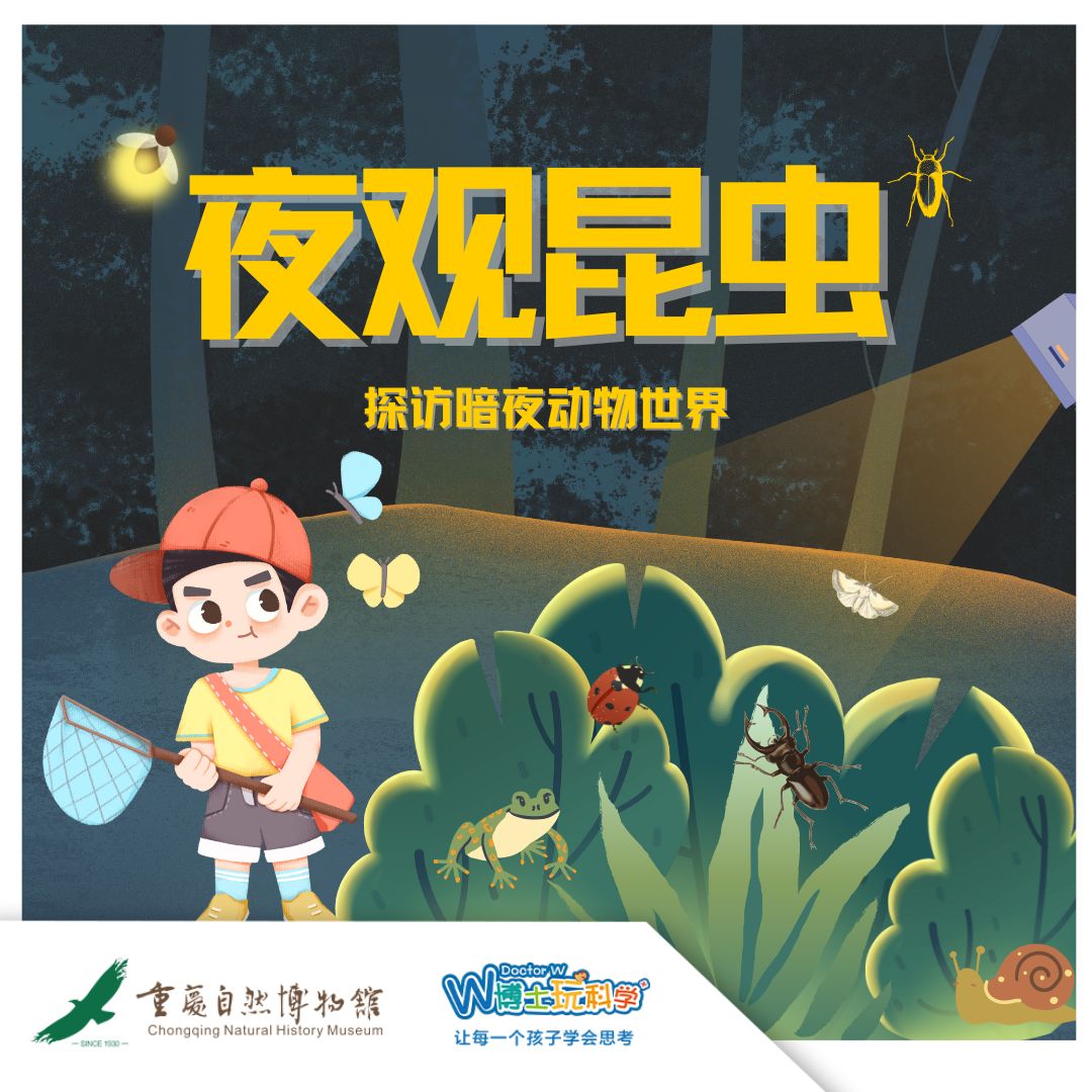 重庆自然博物馆 |  缙云夜观昆虫