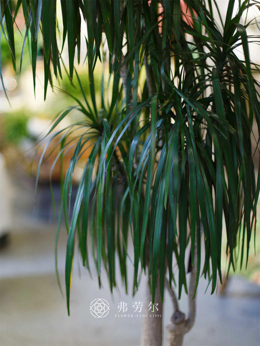 细叶千年木 商品图1