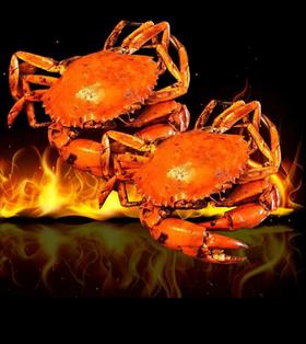 【8两非洲青蟹】中号蟹