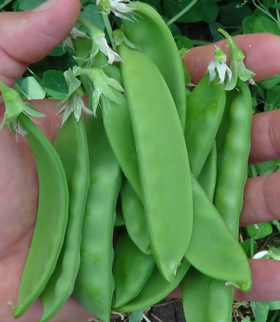 1910荷兰豆 200克