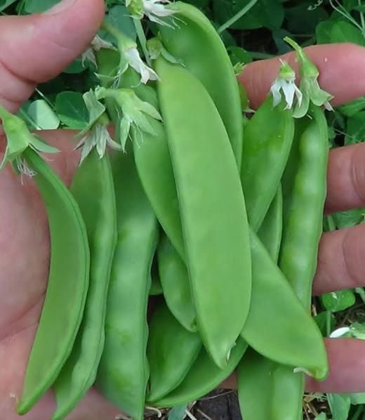 1910荷兰豆 200克 商品图0